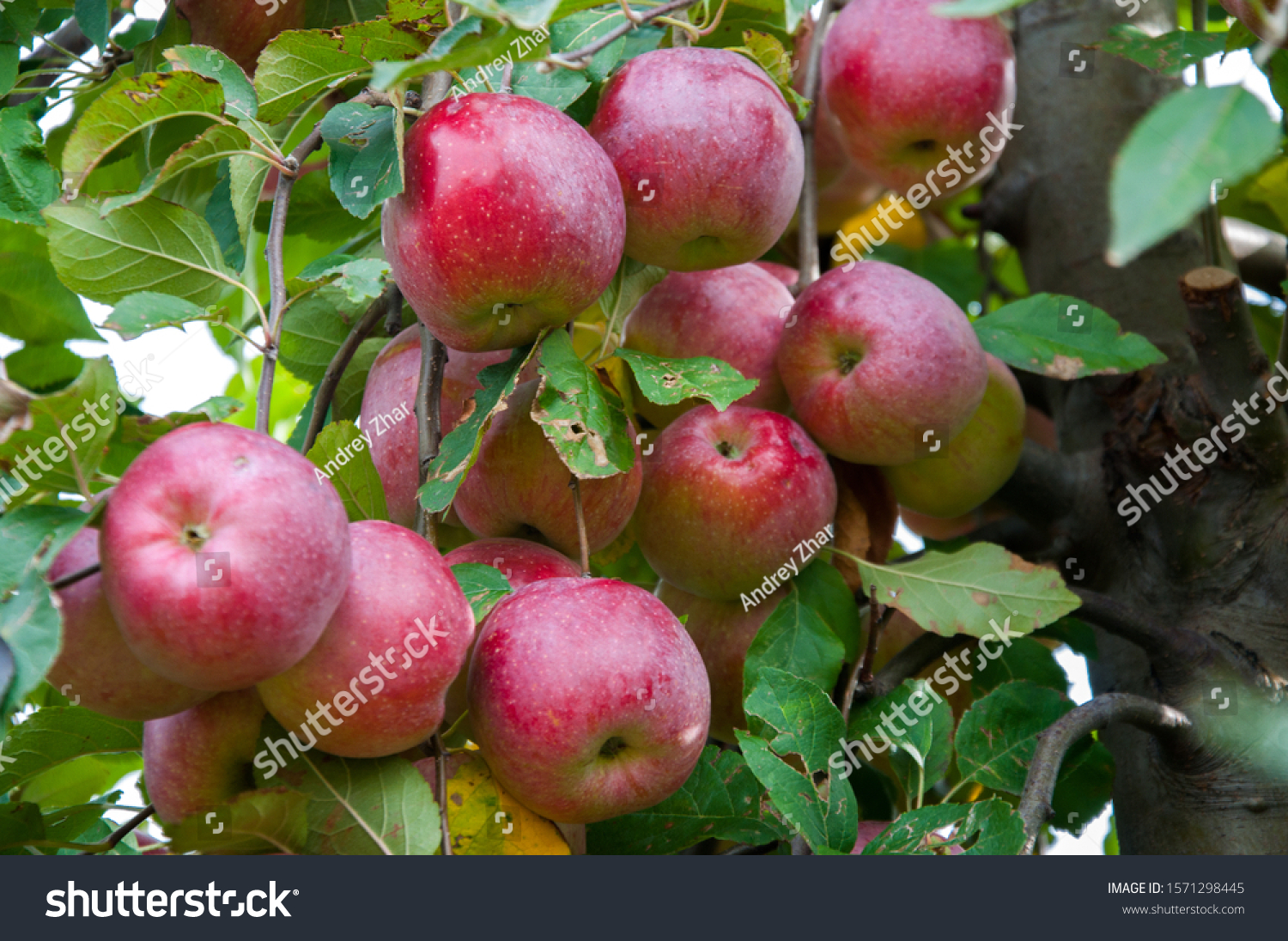 小苹果中英混合版(小苹果高清mv)-第1张图片-有道翻译官网 小苹果中英混合版(小苹果高清mv)-第1张图片-有道翻译官网